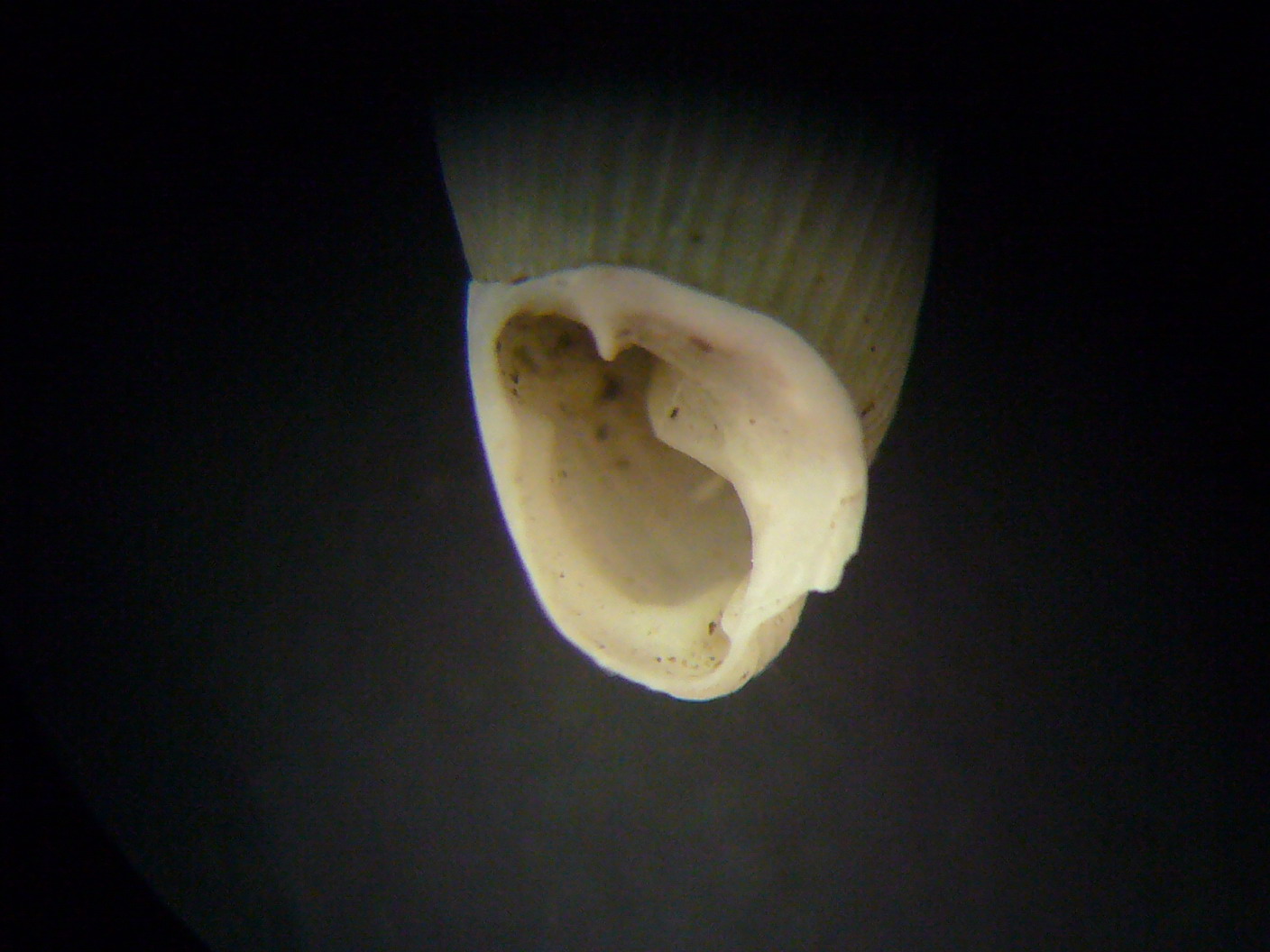 Leucostigma candidescens?
